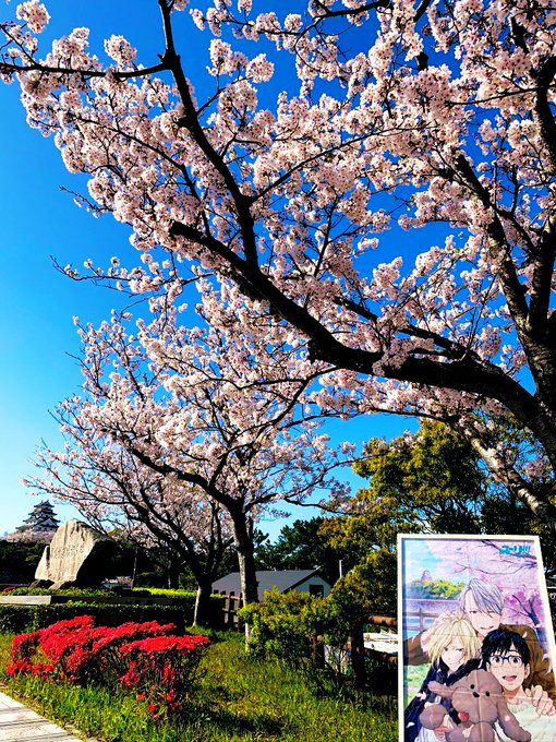 聖地巡礼にいつ行くか？今（桜の季節）でしょ！※桜はまだ咲いてません※画像は昨年のものです#ユーリオンアイス #yoi #