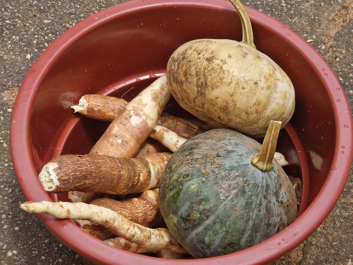 Maletagems's tweet photo. Grow your own food 😆 
No matter how the space may be koma "kambuzi" yekha dzalani. https://t.co/UOSOU60QlI