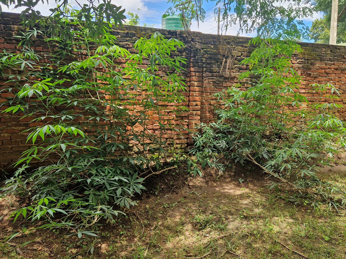 Maletagems's tweet photo. Grow your own food 😆 
No matter how the space may be koma "kambuzi" yekha dzalani. https://t.co/UOSOU60QlI