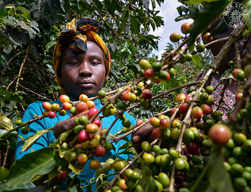 hallaboutafrica's tweet photo. "Namibia is all desert sand dunes! Coffee grows in the tropics!" I learned today that Namibia not only grows but exports coffee. Not much - US$20K worth in 2021, up from US$18K in 2020 - but if you collect coffees of the world, your list has expanded.🇳🇦☕️ https://t.co/xjm5dzmLqy