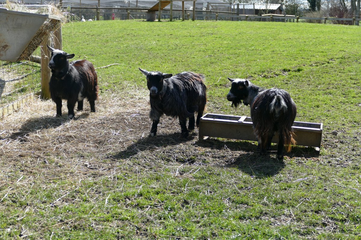 FairfieldCentre's tweet photo. Who's coming to enjoy some fun this weekend in our Animal Park? 

Remember Mum's get FREE ENTRY on Sunday 19th March when accompanying a full-paying child 🙌

Find out more here - https://t.co/rCIC152zgv https://t.co/YI9CZzRaOi