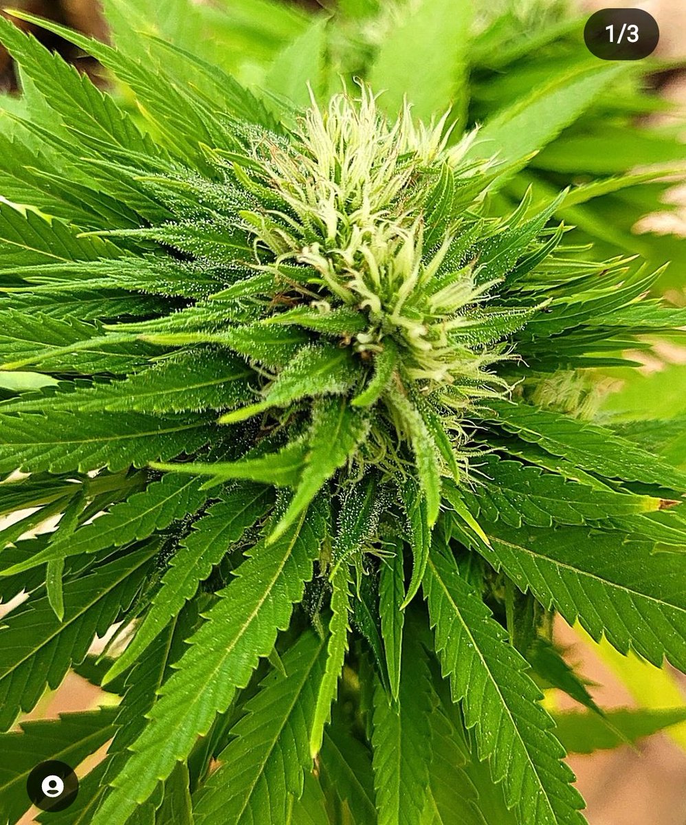 RaulSantos1981's tweet photo. @KannabiaSeeds El año pasado en temporada, esta variedad #BubbleFruit me obsequió con esta bella mutación.
Tamaño pelota de tenis.🥳🥳🤷🏼 https://t.co/ds2Twfhmsn