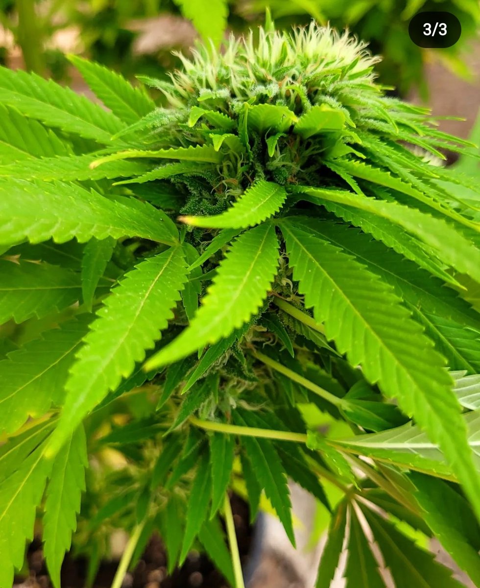 RaulSantos1981's tweet photo. @KannabiaSeeds El año pasado en temporada, esta variedad #BubbleFruit me obsequió con esta bella mutación.
Tamaño pelota de tenis.🥳🥳🤷🏼 https://t.co/ds2Twfhmsn