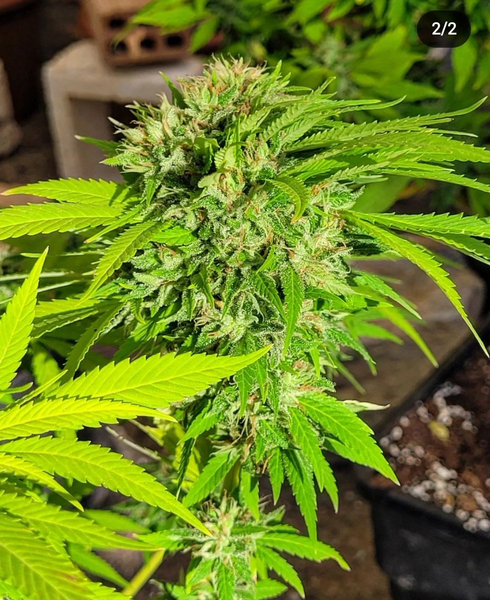 RaulSantos1981's tweet photo. @KannabiaSeeds El año pasado en temporada, esta variedad #BubbleFruit me obsequió con esta bella mutación.
Tamaño pelota de tenis.🥳🥳🤷🏼 https://t.co/ds2Twfhmsn