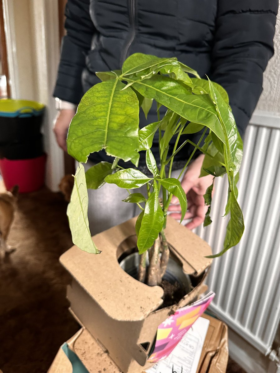 Don’t normally do this but absolutely furious with <a href="/DPDCare/">DPD Customer Care</a> just received a package from <a href="/BloomandWild/">Bloom & Wild</a> and it is smashed to pieces. Not the Mother’s Day gift I ordered or expected to receive. Just gutted really, such a shame.