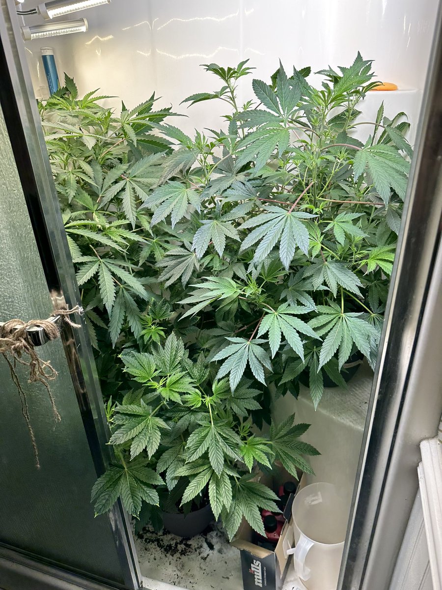 ston_her's tweet photo. Donβt make fun of my set up- itβs my extra shower I donβt use bc the dummies before me messed it up. They are gonna have to be moved anyway ππ The gals start their light schedule this upcoming week #level1tester #shegrows #growyourown #maryj @irvineseedco https://t.co/Ir2dCHstbb