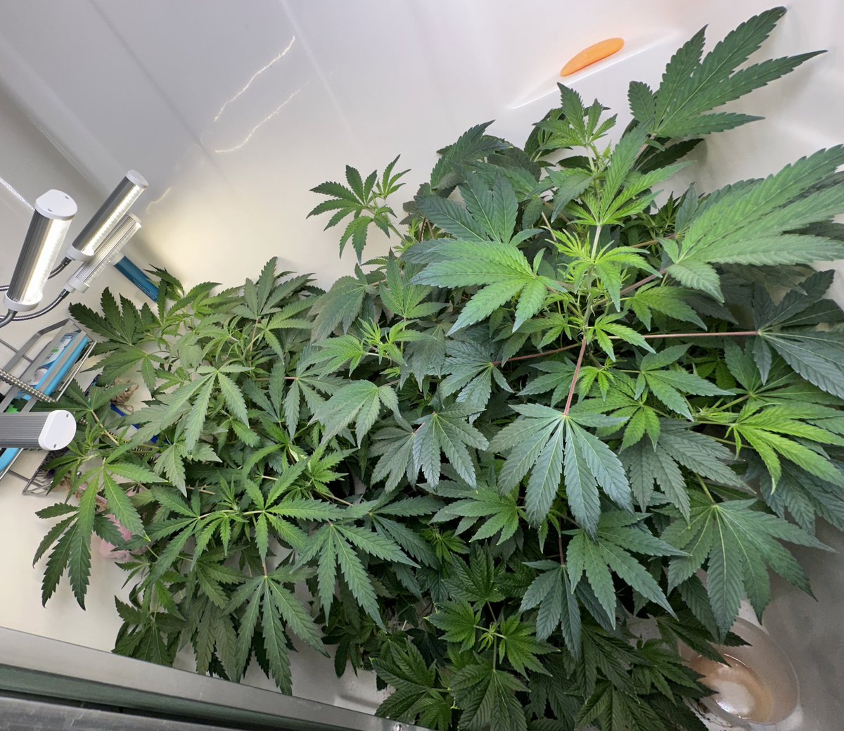 ston_her's tweet photo. Donβt make fun of my set up- itβs my extra shower I donβt use bc the dummies before me messed it up. They are gonna have to be moved anyway ππ The gals start their light schedule this upcoming week #level1tester #shegrows #growyourown #maryj @irvineseedco https://t.co/Ir2dCHstbb