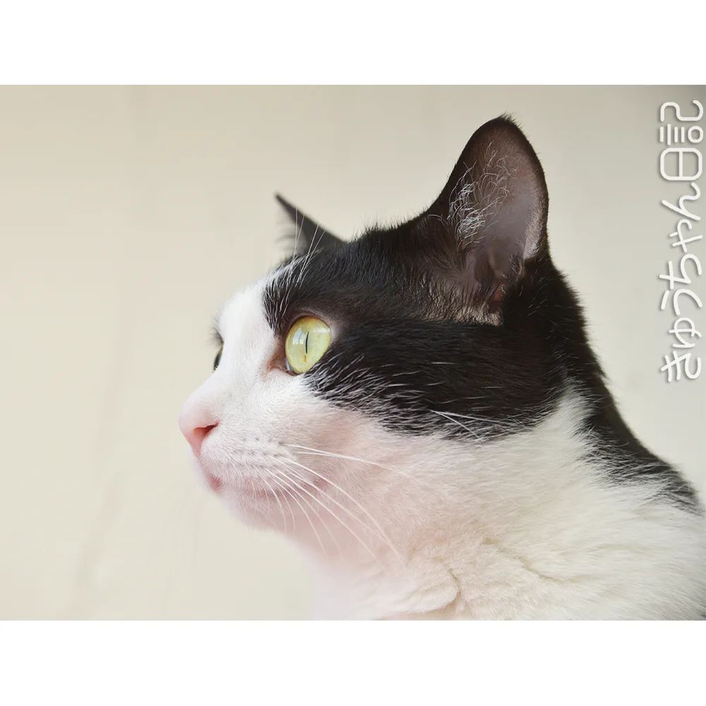 はっちゃん в X: „#きゅうちゃん #きゅうちゃん日記 #猫 #ねこ はっちゃん в X: „#きゅうちゃん #きゅうちゃん日記 #猫 #ねこ