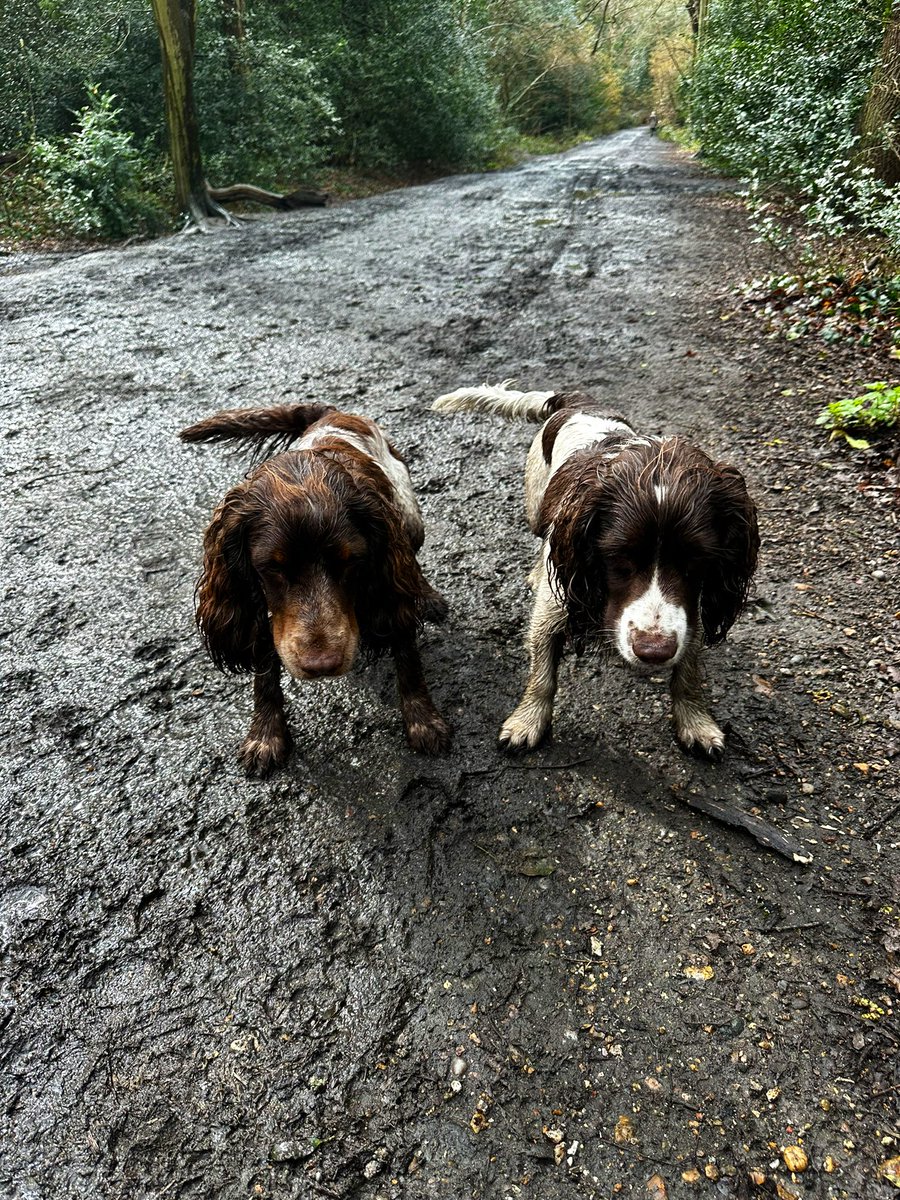 iain_w_anderson's tweet image. #Muddypaws #Joe #Jarvis #joejarvis #muddypuppys 🐾