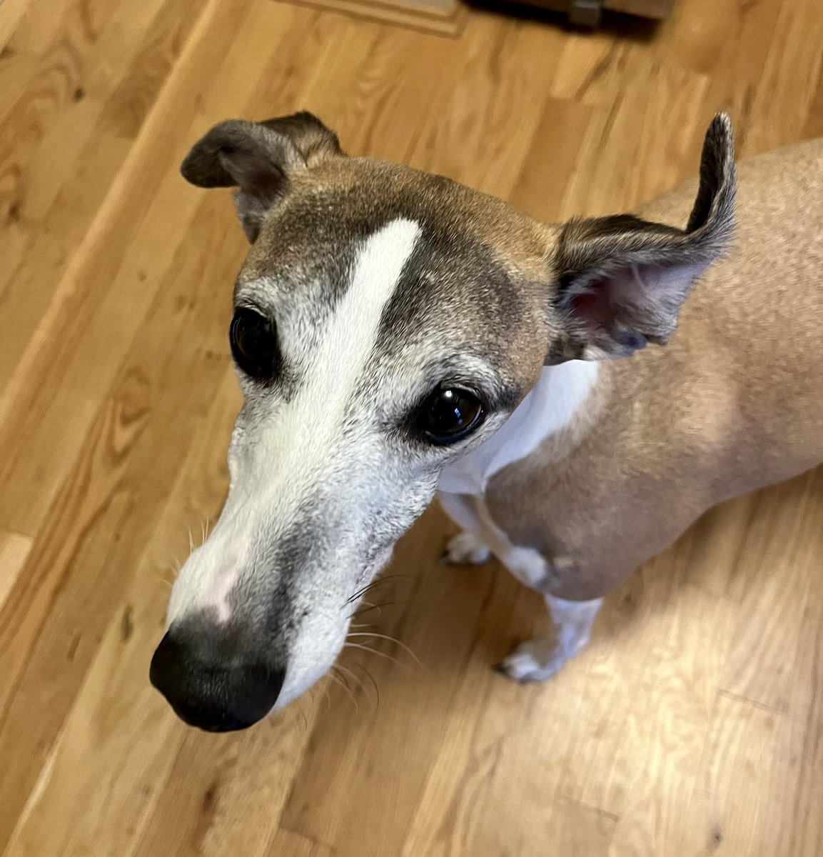 Cora the Whippet 🐕 tweet media