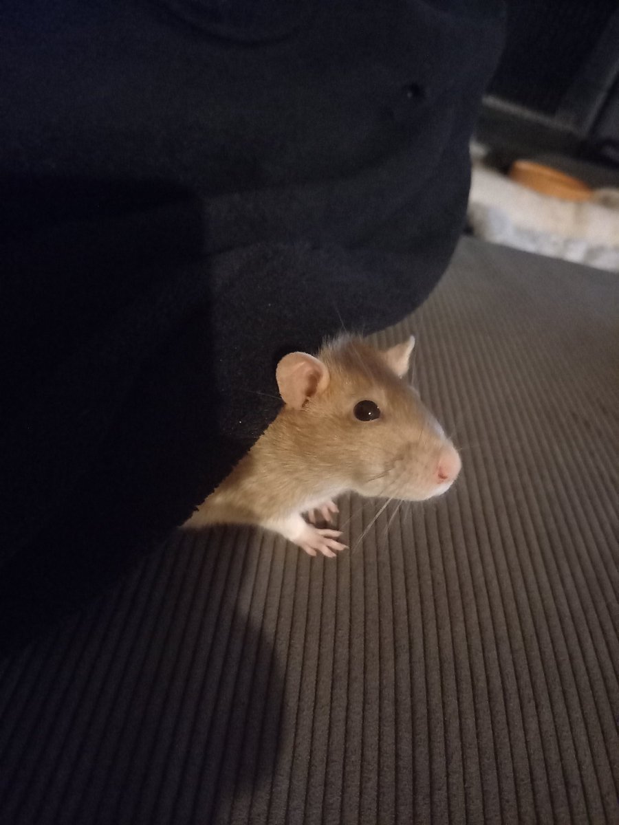 We said goodbye to little Solo bear on Thursday. Nearly 2 and a half, she did so well