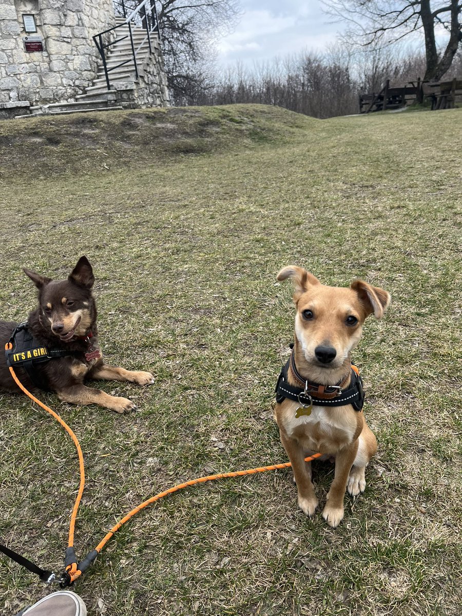 ChriMon1's tweet photo. @PurpleFlurpWF @PlayWarframe I must protect my little doggos https://t.co/ouyDgYINbf
