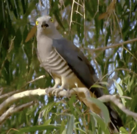 verty's tweet image. #Survivor vs #SurvivorAU