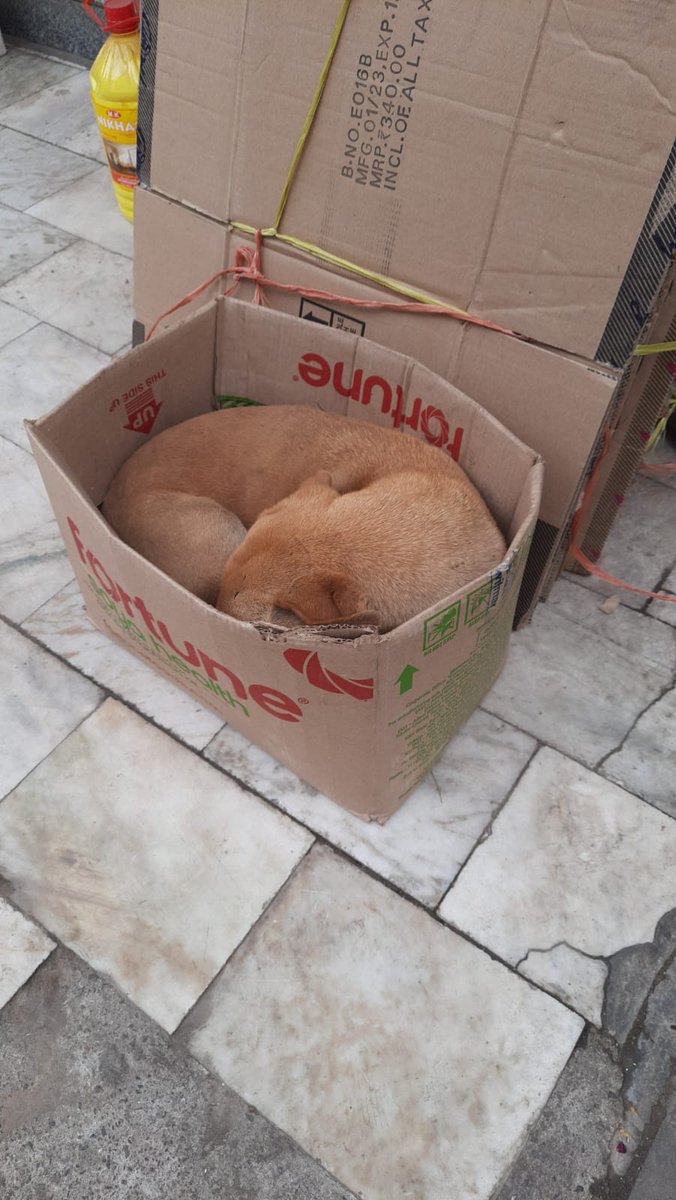 Skyalltheway1's tweet image. #trap 
#dogsofdelhi
