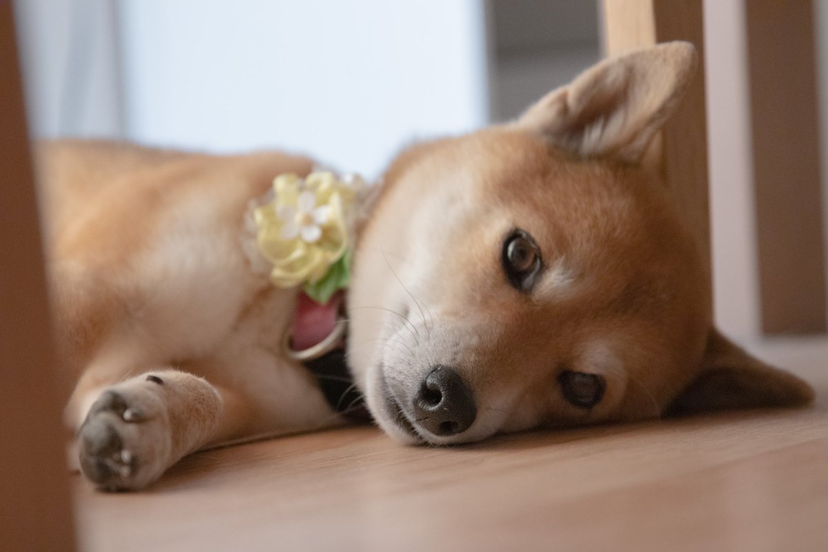 wayuki_1102's tweet photo. 1000年に1匹のかわいさ持ってるうちのわんこさん。
 #写真  #写真好きな人と繋がりたい  #犬好きさんと繋がりたい  #豆柴 https://t.co/hYOfr2lvWd