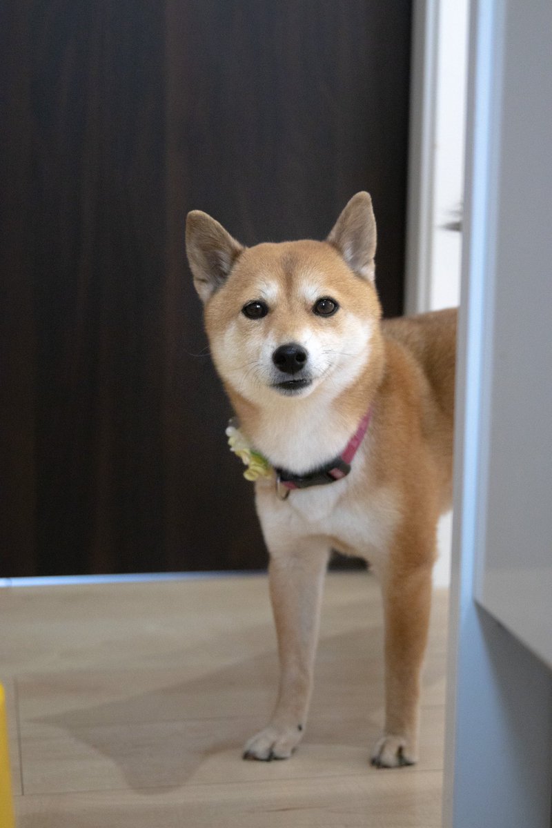 wayuki_1102's tweet photo. 1000年に1匹のかわいさ持ってるうちのわんこさん。
 #写真  #写真好きな人と繋がりたい  #犬好きさんと繋がりたい  #豆柴 https://t.co/hYOfr2lvWd