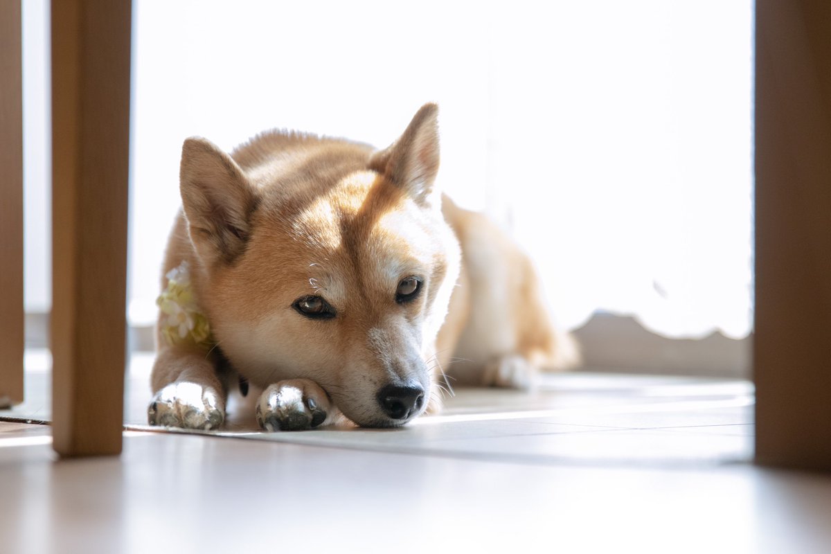 wayuki_1102's tweet photo. 1000年に1匹のかわいさ持ってるうちのわんこさん。
 #写真  #写真好きな人と繋がりたい  #犬好きさんと繋がりたい  #豆柴 https://t.co/hYOfr2lvWd