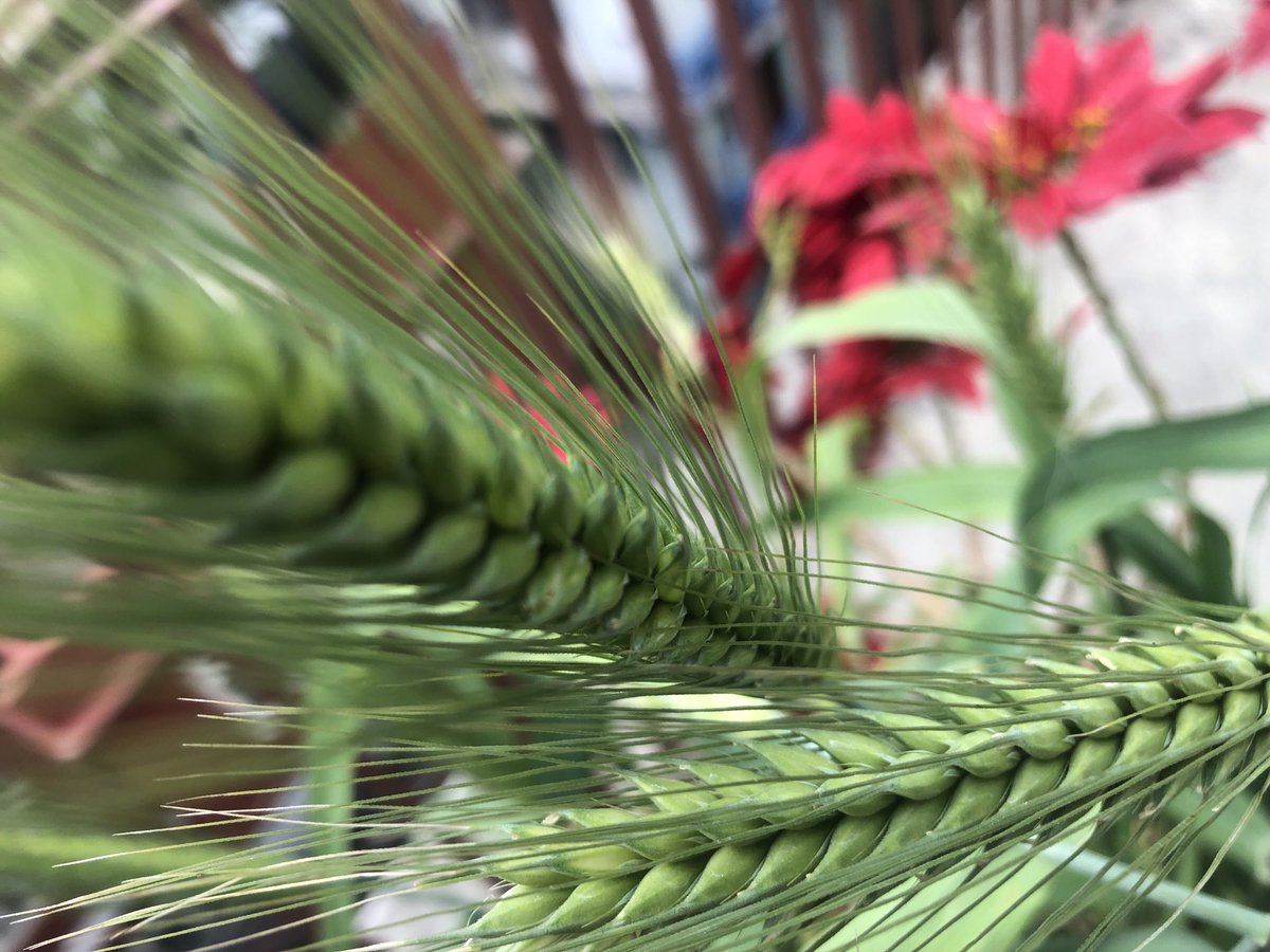 drbishnuhnepal's tweet photo. #TIMEforYOUTHS:
Dear #Youths,we tested #Jau/#Oats in #Gamala-with flower plants-@#RooftopGarden in #Kathmandu/#Nepal!Excellent Results!Also found-#Parrots like it very much!
-@#Himalayas #UNSG #UNWTO #LetsBeSelfSufficientInAgriculture #ReachingTheUnreachableModel #4THEImodel #AP https://t.co/Z1SK1nLtVz