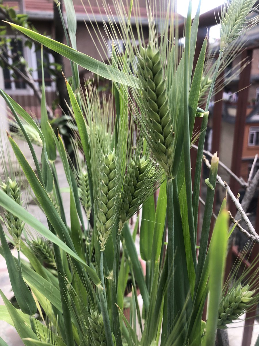 drbishnuhnepal's tweet photo. #TIMEforYOUTHS:
Dear #Youths,we tested #Jau/#Oats in #Gamala-with flower plants-@#RooftopGarden in #Kathmandu/#Nepal!Excellent Results!Also found-#Parrots like it very much!
-@#Himalayas #UNSG #UNWTO #LetsBeSelfSufficientInAgriculture #ReachingTheUnreachableModel #4THEImodel #AP https://t.co/Z1SK1nLtVz