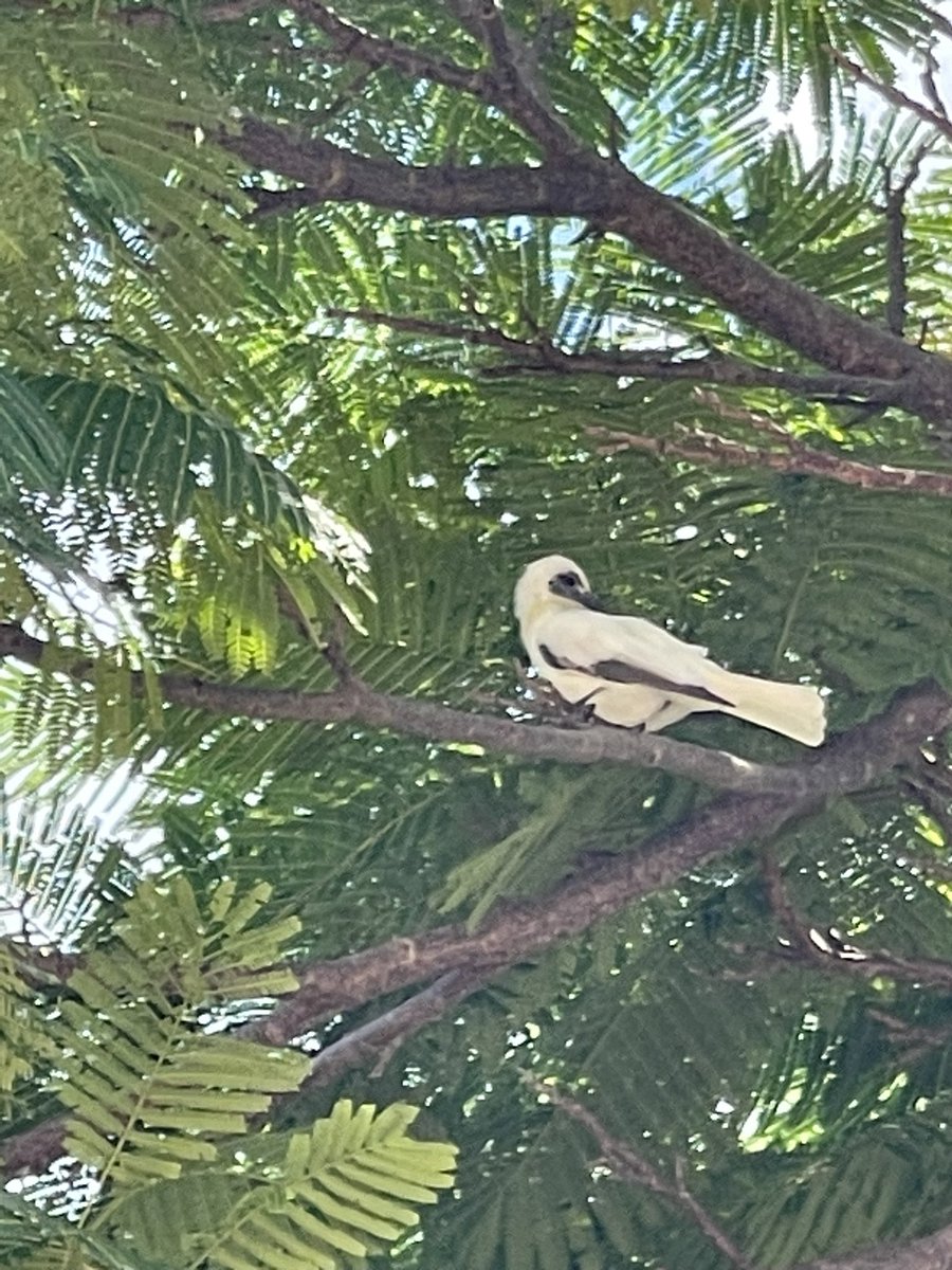 Spotted this leucistic little friarbird hanging out in shade this morning. Very cool looking bird.
