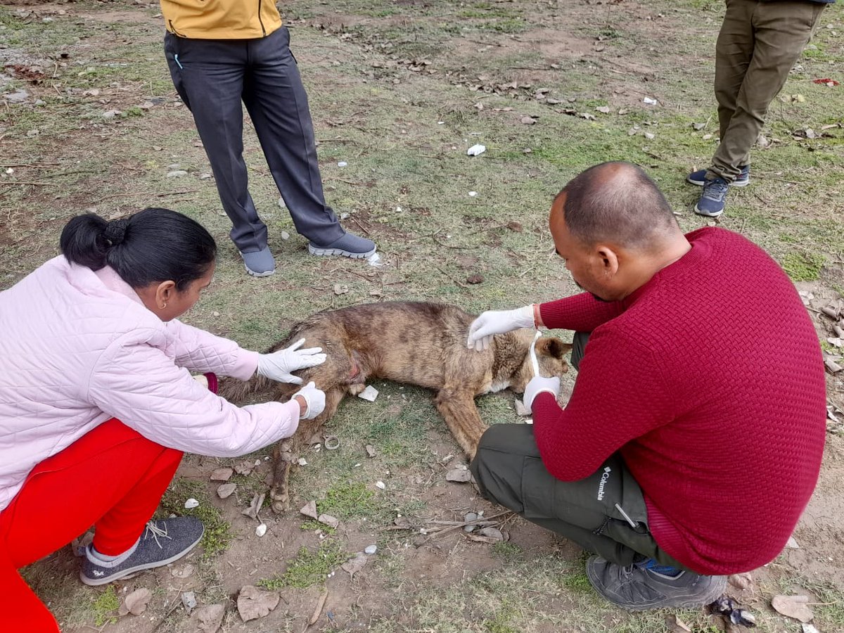 CvoChamoli's tweet photo. सूचना का संज्ञान प्राप्त होते ही पशु चिकित्साधिकारी कर्णप्रयाग द्वारा तत्काल घटना स्थल पर पहुँच कर पशु का उपचार किया जा रहा है । घायल पशु अब खतरे से बाहर है । https://t.co/yBMQkFKK6r