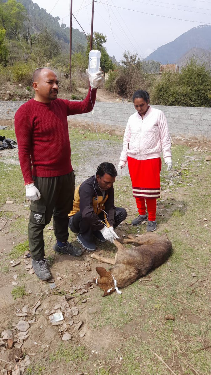 CvoChamoli's tweet photo. सूचना का संज्ञान प्राप्त होते ही पशु चिकित्साधिकारी कर्णप्रयाग द्वारा तत्काल घटना स्थल पर पहुँच कर पशु का उपचार किया जा रहा है । घायल पशु अब खतरे से बाहर है । https://t.co/yBMQkFKK6r
