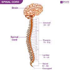 JPainManagMed's tweet photo. The #spinal_cord and #membranes are surrounded by the vertebrae (#back_bones).

Visit: https://t.co/vpLBjeKMhT
Submit research at: https://t.co/GsPcacAaFC https://t.co/2IBI2DmzKp