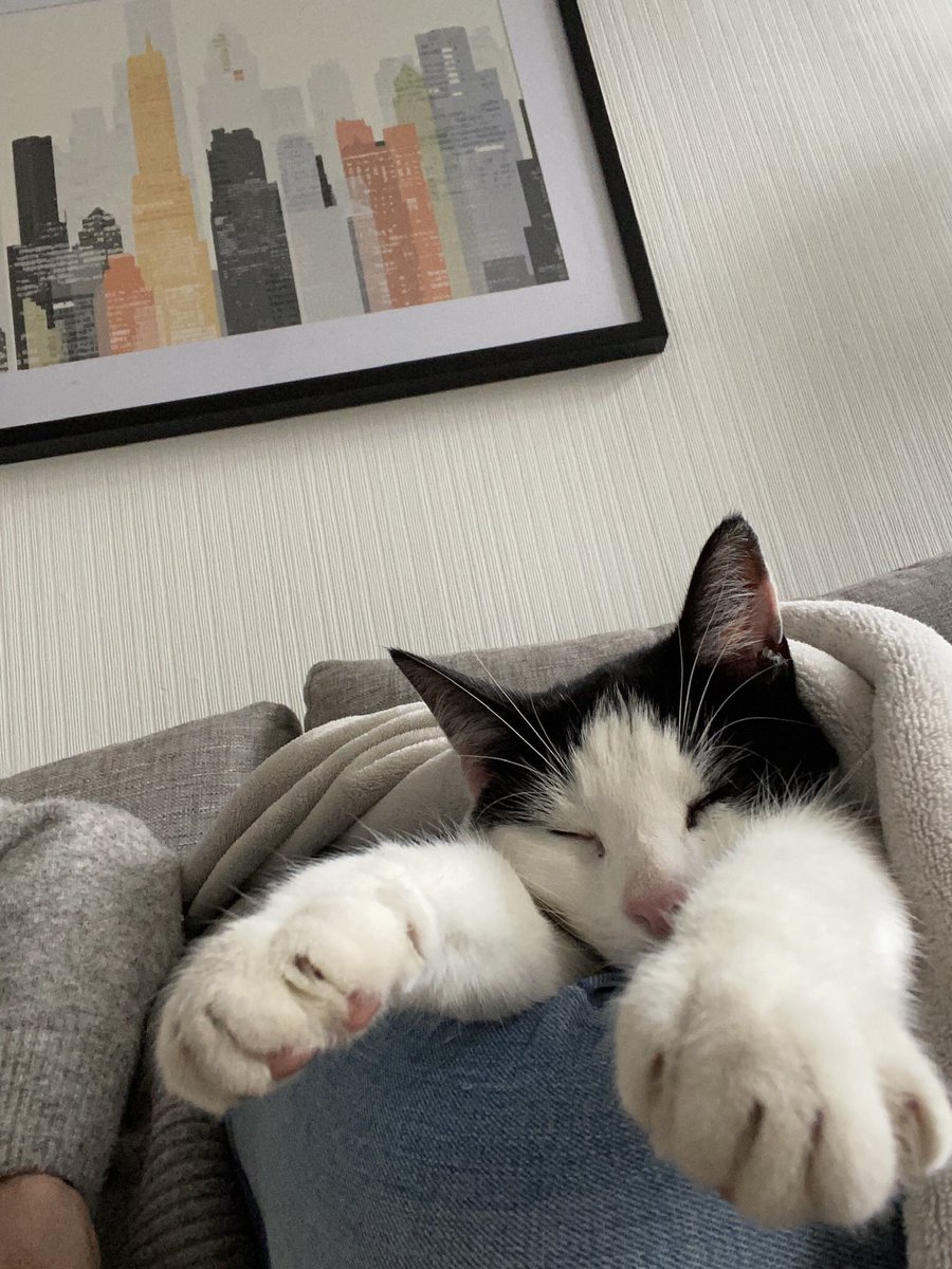 challam7's tweet photo. Happy #Caturday 
#CatsOfTwitter 
#rescuecat 
#AdoptDontShop 
Doug 😻 https://t.co/Ua2HTKvpqp