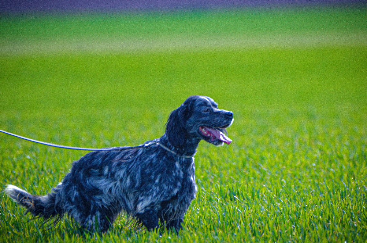 Sebdanslesbois's tweet photo. 1ère participat° aux fields de printemps sur perdreaux pour mon jeune #setteranglais, que j'ai dressé et présenté.
4 jours, 3 classements, so happy!
Ouf,#henrijean ne savait pas, on demande à des chiens de courir et aux oiseaux de voler. L'horreur absolue !
#chassepartage https://t.co/4OKupvOfiD