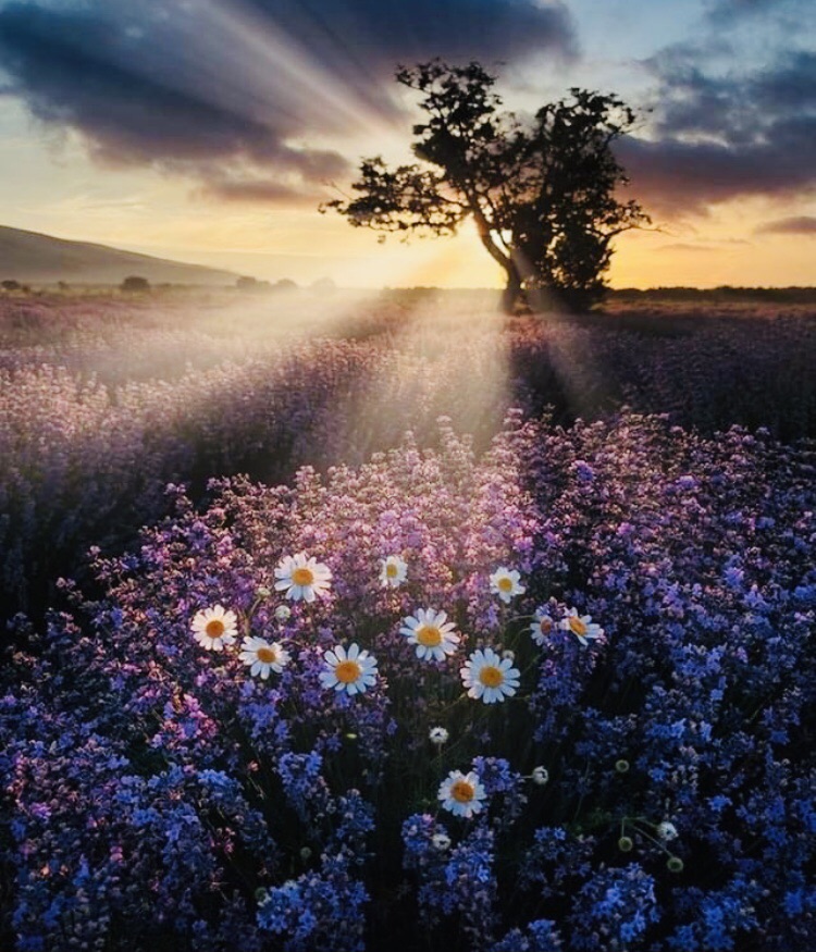 flowers_postss's tweet photo. https://t.co/2YvtMVTTL0