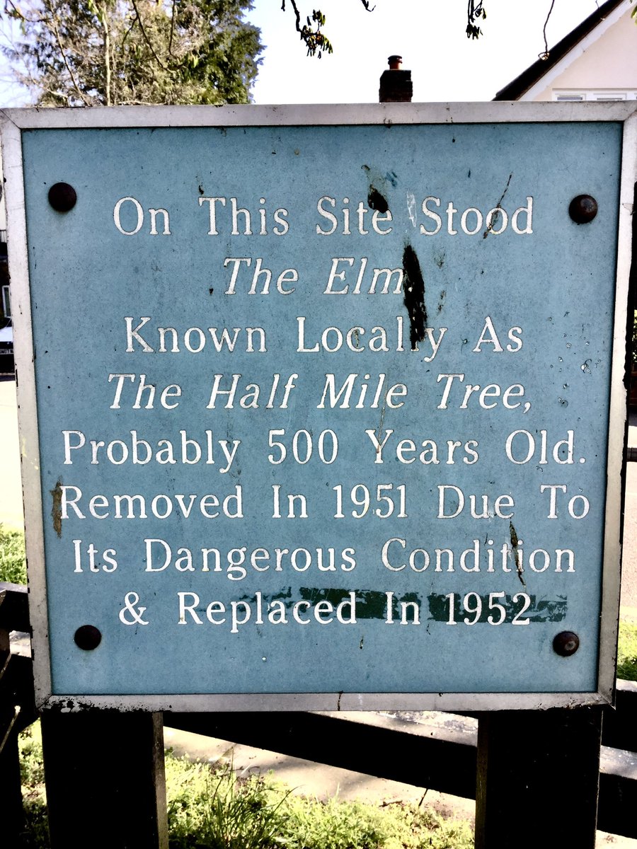 TiCLme's tweet photo. A wonderful horse chestnut @ThamesPathNT 🌳

but I wonder if anyone has a photograph of the elm it replaced ? 🤔 🤩

#HalfMileElm @RBKingston @Elms4London @AncientTreesATF @LdnMetArchives @LTOA33 @arborsmarty @Eternaltree1 @OurKingston https://t.co/1jU1qbfNvi