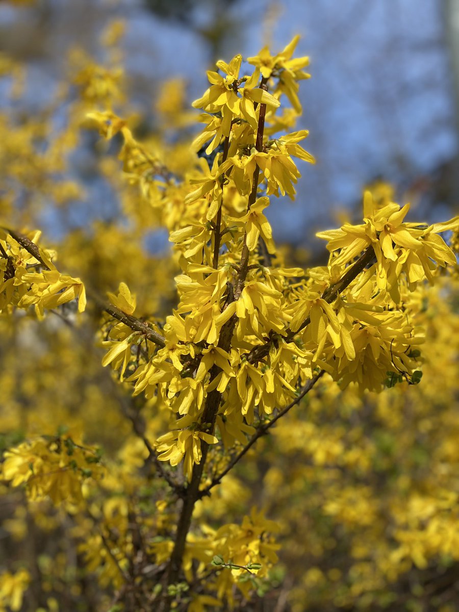rsamii's tweet photo. Good morning to my buddies in the Northern Hemisphere. With two more day to #spring here are today’s picture #welcomingspring and celebrating #flowerpower. Always with and #ForNature
#welcomingrenewal
#welcomingrebirth https://t.co/VuRD4PQT9r