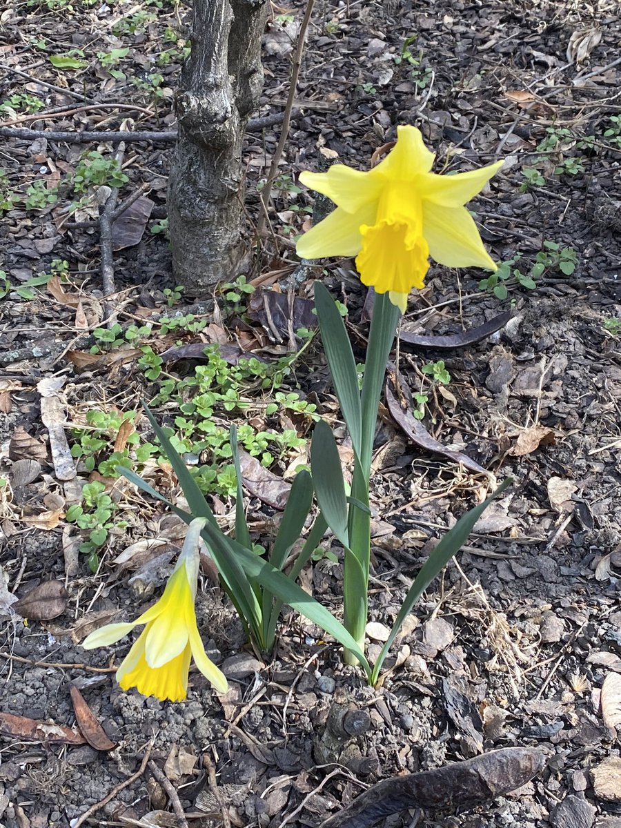 rsamii's tweet photo. Good morning to my buddies in the Northern Hemisphere. With two more day to #spring here are today’s picture #welcomingspring and celebrating #flowerpower. Always with and #ForNature
#welcomingrenewal
#welcomingrebirth https://t.co/VuRD4PQT9r