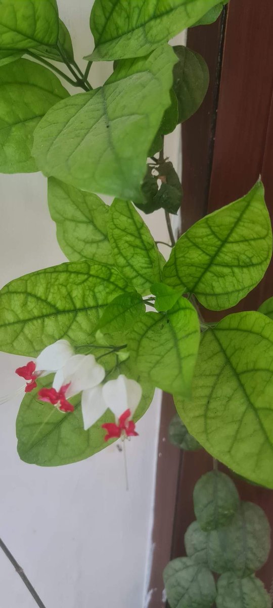 Dhimankav's tweet photo. And the day comes,when the flower blossoms for its joy.....

"Where the flower blooms,so does hope"

My plants#spring effect https://t.co/Fq5gHYcStt