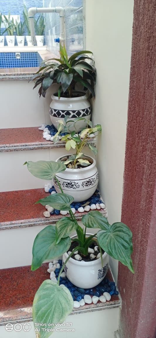 Dhimankav's tweet photo. And the day comes,when the flower blossoms for its joy.....

"Where the flower blooms,so does hope"

My plants#spring effect https://t.co/Fq5gHYcStt