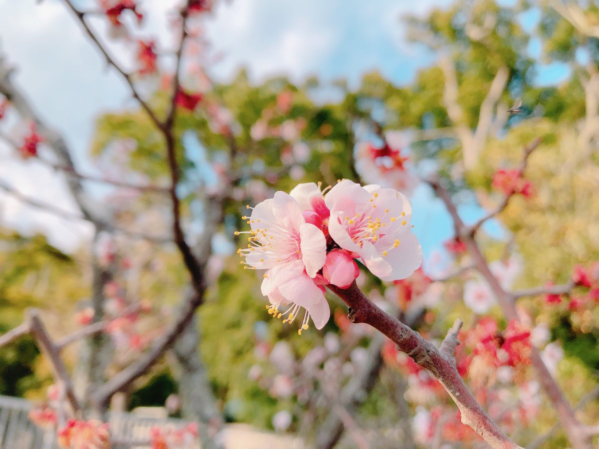 「元来た道を戻って八幡宮へ。境内にはまだそんなに多くないけど梅も桜も咲いてました。」|ロックのイラスト