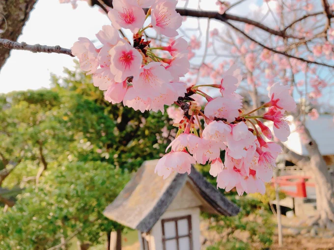 元来た道を戻って八幡宮へ。境内にはまだそんなに多くないけど梅も桜も咲いてました。 