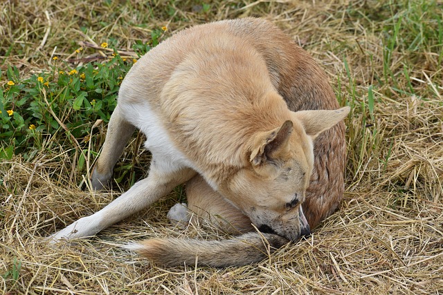 OMG fleas! Keep your furry friends safe and pest-free with these simple tips: Vacuum carpets and furniture, bathe your pet regularly, and use flea prevention treatments. #fleaprevention #pestcontrol #kent