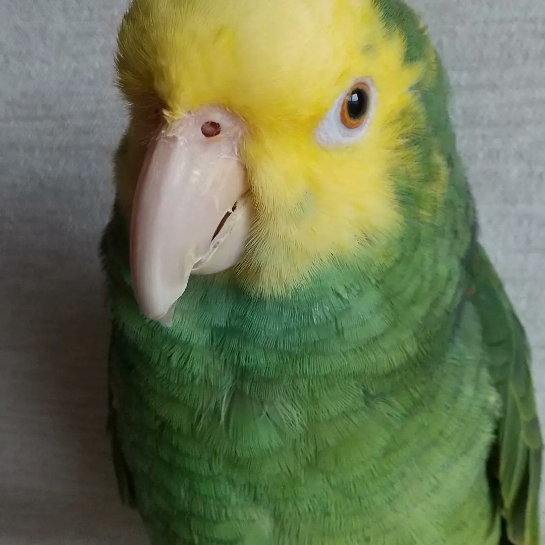 boyonba's tweet photo. おーた@オオキボウシインコ、元気です。
今年はヘルペスの症状も出ず冬を越せそう。
良かったね。

#オオキボウシインコ #ボウシインコ #doubleyellowheadedamazon #amazonparrot https://t.co/Ya7aKFq5gU
