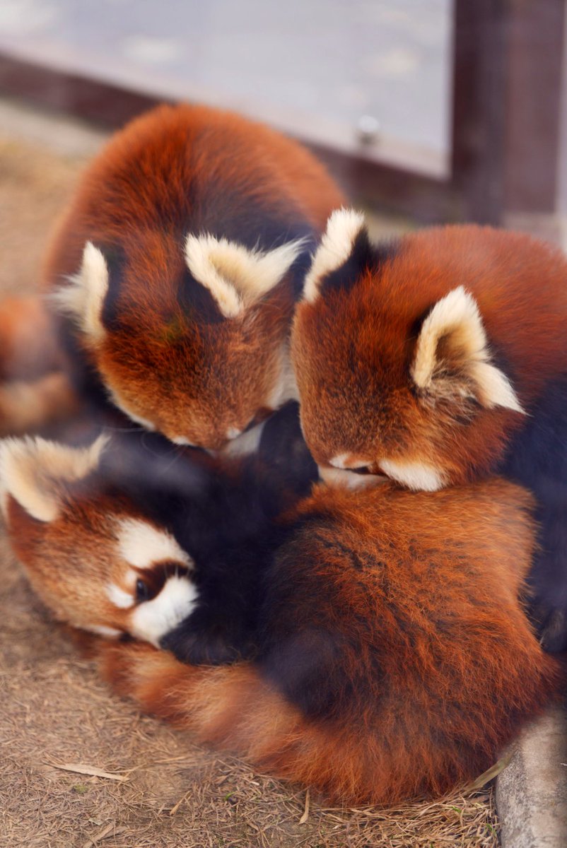 ぎゅうぎゅう。
菫菫と茜茜と渝渝かな。
#旭山動物園 #レッサーパンダ #RedPanda