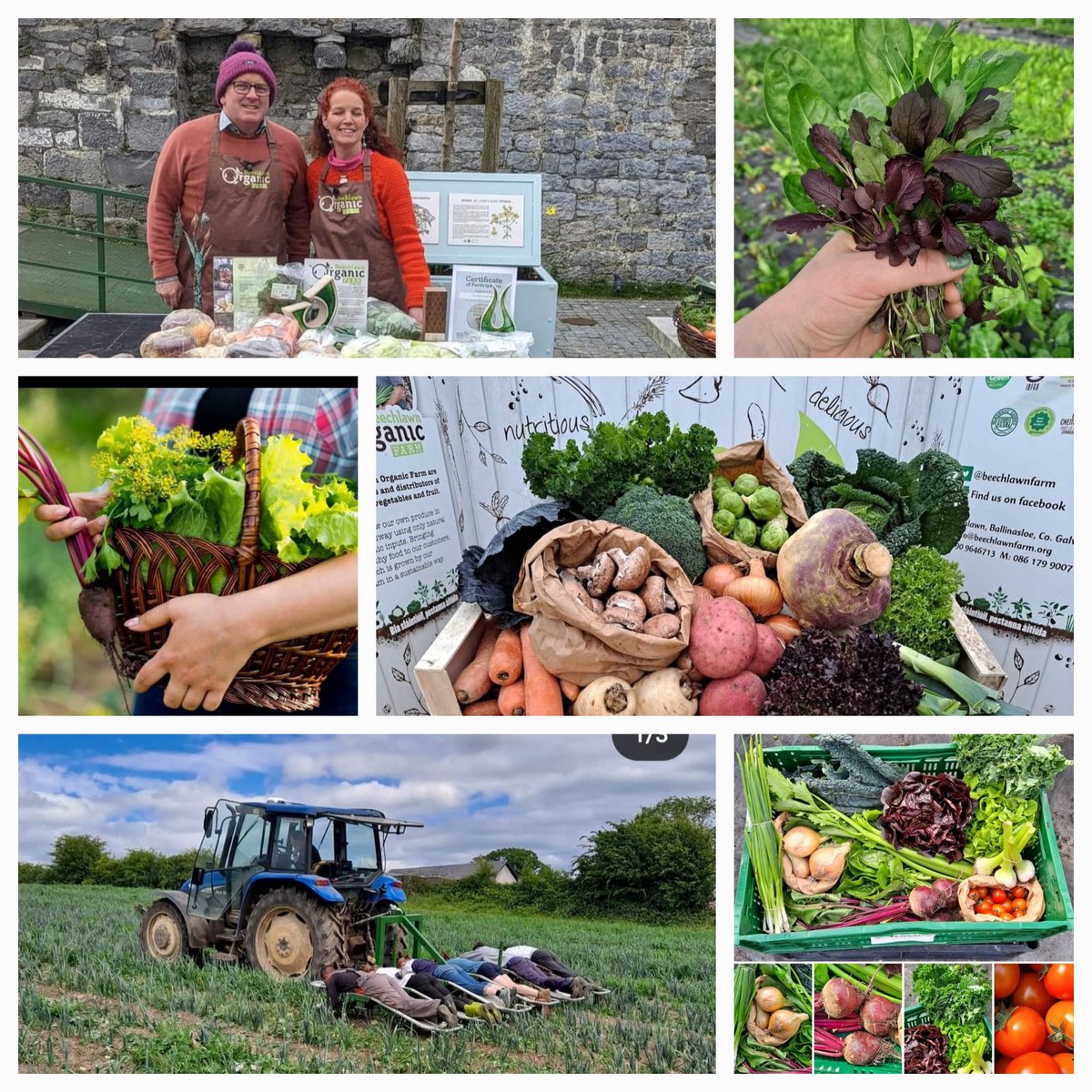 Day 6 meet the local producers.
Padraig and Una @BeechlawnFarm grow organic vegetables near Ballinasloe. They are out in all kinds of weather growing and harvesting seasonal, full of flavour, Irish organic vegetables #irishvegetables 
 #irishfoodproducers