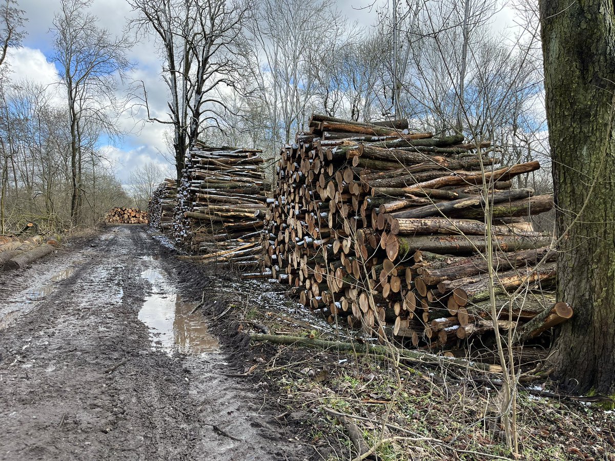 ottopflanzt's tweet photo. Wir haben uns zu den aktuellen Ereignissen in der Kreuzhorst - einem großen FFH Gebiet - in unserer @Ottostadt ein Bild gemacht. #Klimakatastrophe #Bäume #Umwelt
https://t.co/NxecvCx6TF https://t.co/VgDD8PEPj0