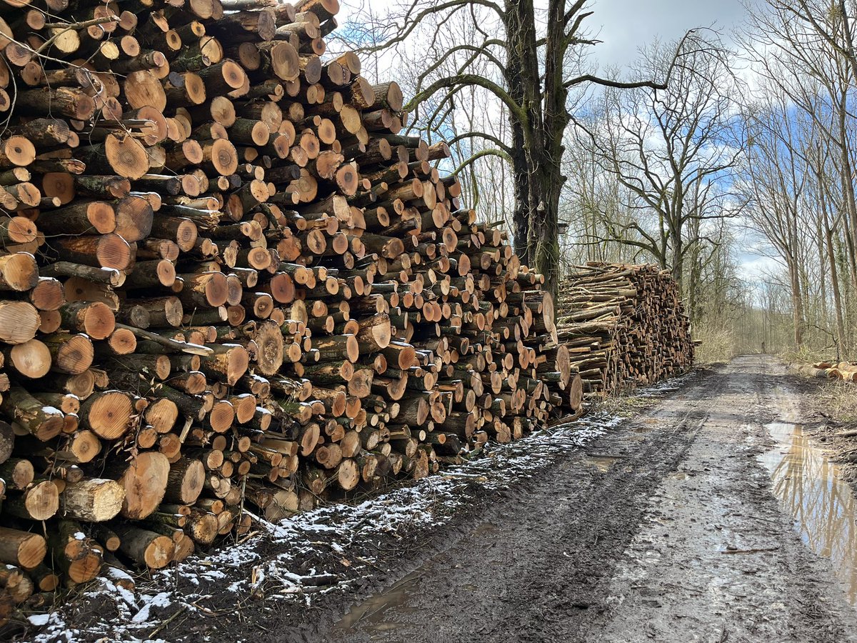 ottopflanzt's tweet photo. Wir haben uns zu den aktuellen Ereignissen in der Kreuzhorst - einem großen FFH Gebiet - in unserer @Ottostadt ein Bild gemacht. #Klimakatastrophe #Bäume #Umwelt
https://t.co/NxecvCx6TF https://t.co/VgDD8PEPj0