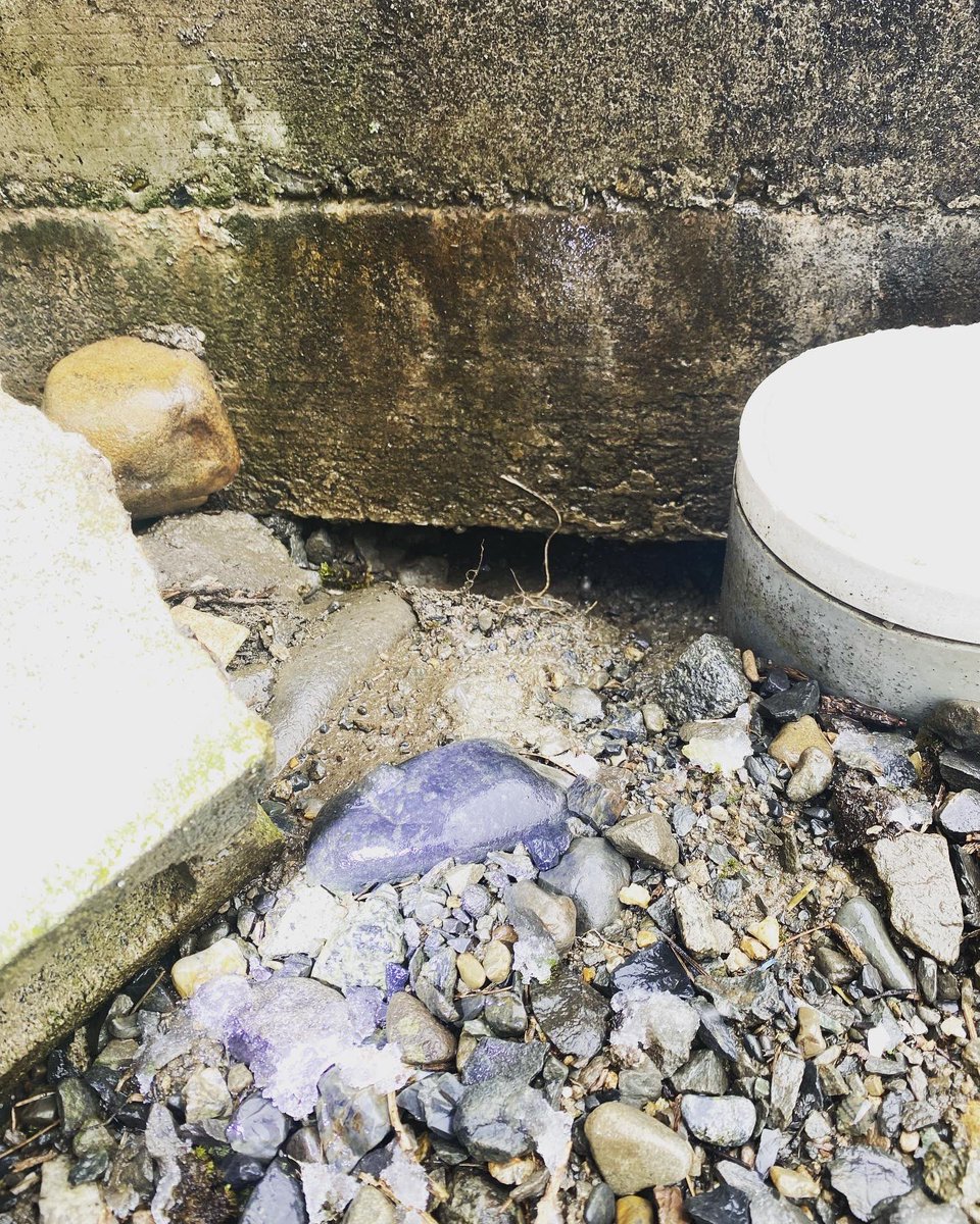 act3_official's tweet photo. 穴掘り名人
ドブネズミは基礎周りから家屋の床下へ侵入します
穴を掘って土中にも棲みつくのでこのような個体はやっかいですね、、

#長野県安曇野市
#とある美容室からのご相談
#美容室は飲食店に続いてネズミ被害が非常に多いです
#ネズミ駆除
#アクトスリー
#actthree
#ペストコントロール協会認証 https://t.co/QR8FSkhzWx