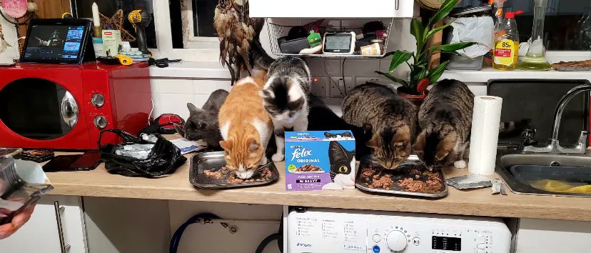 pinherts's tweet photo. Thanks to you all we have fed so many beloved pets this week 

🥰💕🙏❤️

#weekendvibes
#weekend
#dogsonfacebook
#catsoffacebook
#PetFood
#PetFoodBank 
#CatsOnTwitter 
#CatsAreFamily 
#dogsarefamily 
#dogsofinstagram 
#catsofinstagram https://t.co/rMn6HumGOJ