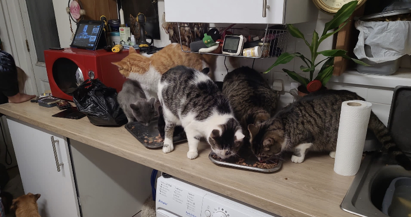 pinherts's tweet photo. Thanks to you all we have fed so many beloved pets this week 

🥰💕🙏❤️

#weekendvibes
#weekend
#dogsonfacebook
#catsoffacebook
#PetFood
#PetFoodBank 
#CatsOnTwitter 
#CatsAreFamily 
#dogsarefamily 
#dogsofinstagram 
#catsofinstagram https://t.co/rMn6HumGOJ