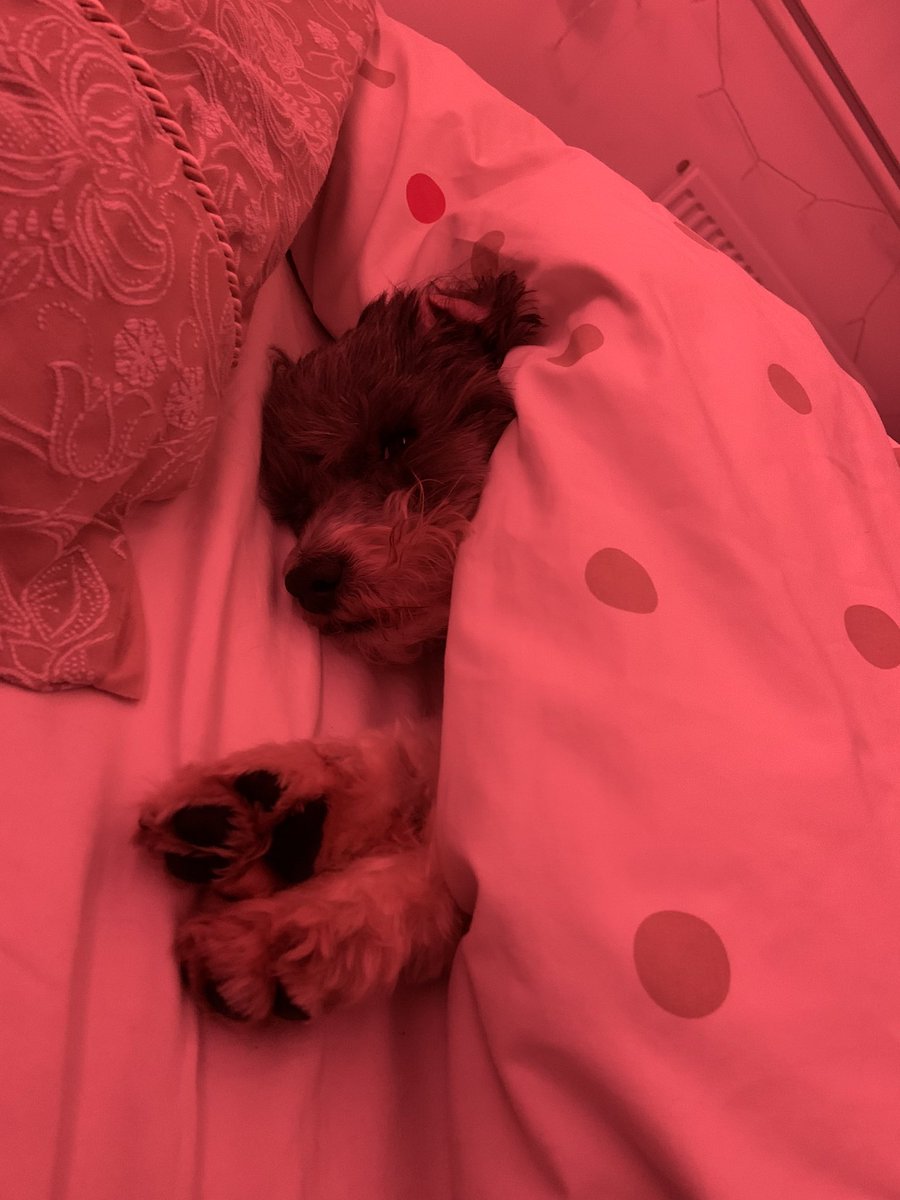 MrPicklestheHavapoo tweet media