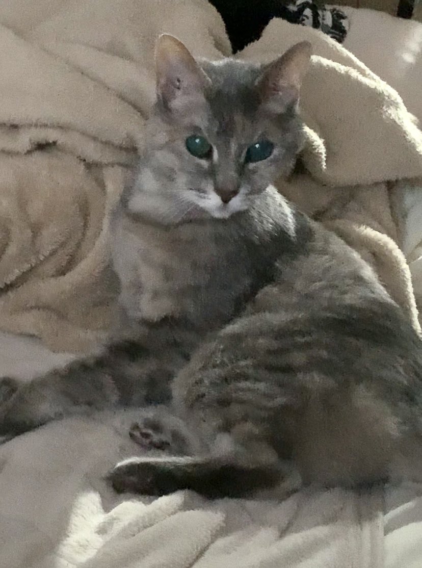 寒いにゃ〜
#猫
#猫のいる生活
#猫のナツ