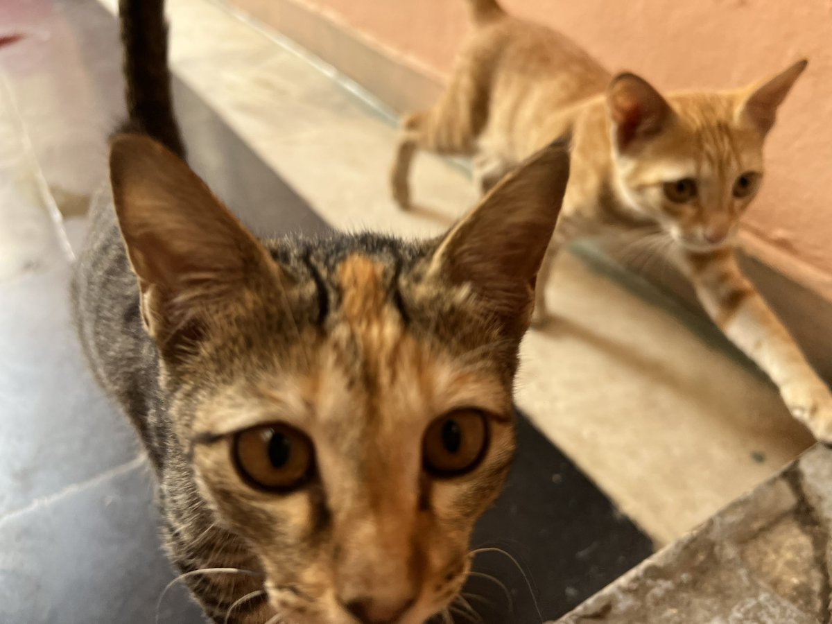 RamshettyVishnu's tweet photo. @bluecrosshyd As they entered my home as 2 days old kittens,I have taken care of them for 3 months. since I am travelling between HYD and BLR I am unable to take care and I don’t want to abandon them.

Kindly help us out by adopting them @amalaakkineni1 @iamnagarjuna https://t.co/iXDEqyL66Y