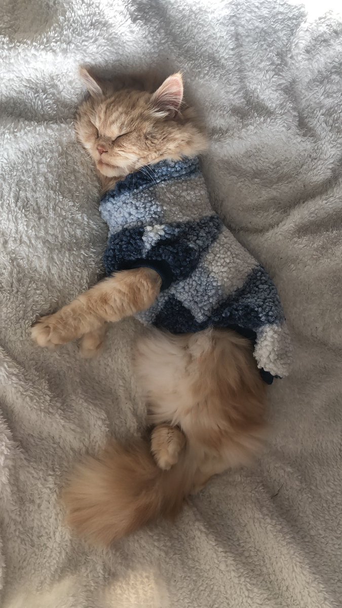 minithegoblin's tweet photo. @SarahB3e_ Never too many pet pictures ❤️‍🩹 here is my special needs boy Hummus! He loves his snuggle blankets and needs a sweater on cold days. https://t.co/W5uHTpMj0R